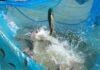 Bihar Fish Farming: बिहार में मछली पालन से बदलेगी किसानों की किस्मत, 9,685 किसानों को मुफ्त प्रशिक्षण देगी सरकार Bihar Fish Farming: बिहार में मछली पालन से बदलेगी किसानों की किस्मत, 9,685 किसानों को मुफ्त प्रशिक्षण देगी सरकार