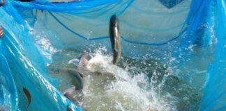 Bihar Fish Farming: बिहार में मछली पालन से बदलेगी किसानों की किस्मत, 9,685 किसानों को मुफ्त प्रशिक्षण देगी सरकार
