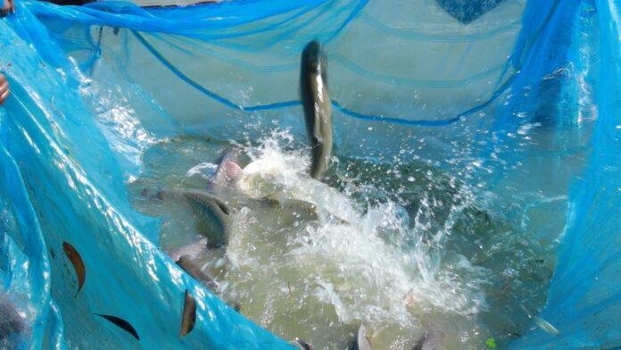Bihar Fish Farming: बिहार में मछली पालन से बदलेगी किसानों की किस्मत, 9,685 किसानों को मुफ्त प्रशिक्षण देगी सरकार Bihar Fish Farming: बिहार में मछली पालन से बदलेगी किसानों की किस्मत, 9,685 किसानों को मुफ्त प्रशिक्षण देगी सरकार