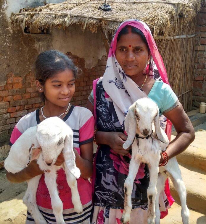 Seemanchal Jeevika Goat Producer Company