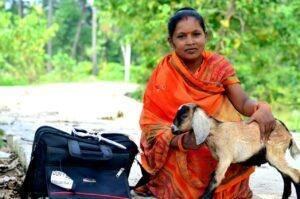 Seemanchal Jeevika Goat Producer Company 1