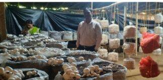 Jamui Farmer Success Story: जमुई के किसान चंद्रिका मंडल की बदली किस्मत, मशरूम और सब्जी की खेती से सुधरी आर्थिक स्थिति