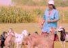 Bihar Jivika Pashu Sakhi: घर की जिम्मेदारियों से गांव की सेवा तक, खुशबू कुमारी जैसी पशु सखियां बनीं आत्मनिर्भरता की मिसाल